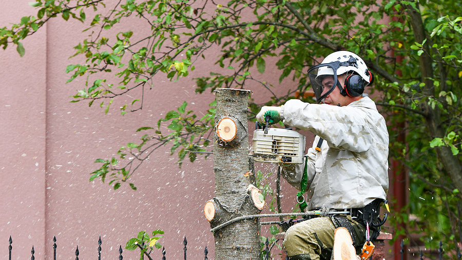 a man cutting tree using chainsaw