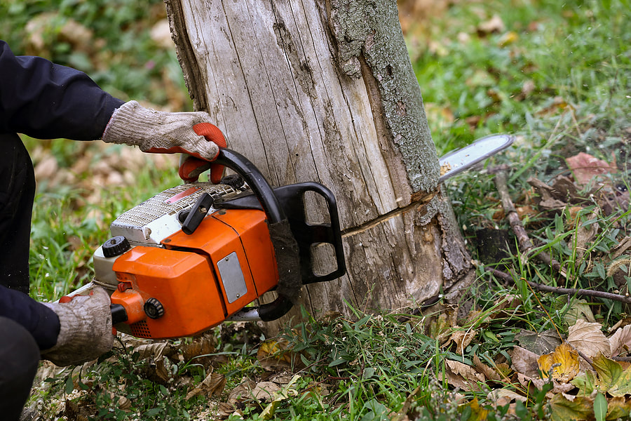 cutting tree using orange chainsaw